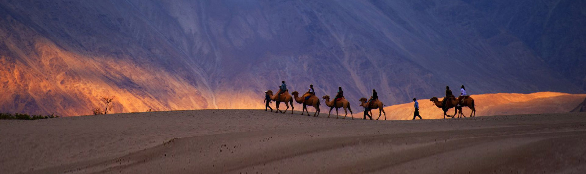 Hunder Camel Ride - Ladakh